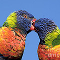 rainbow lorikeets, Canberra, Australia 