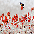 red winged blackbird on sumac
