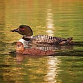 Loon and loonlet, Norway, Maine 2