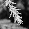 Rain Drops on Evergreen Leaves bw