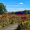 Uw Arboretum Prairie, Madison, WI